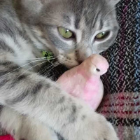 Tekir Kedi, Kedi  çingene fotoğrafı