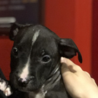 Amerikan Pitbull Terrier, Köpek  ARES ACİL YUVASINI ARIYOR fotoğrafı