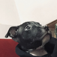 Amerikan Pitbull Terrier, Köpek  ARES ACİL YUVASINI ARIYOR fotoğrafı