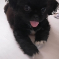 Pekingese, Köpek  Gece fotoğrafı