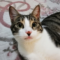 Soke, Kedi  Mırmır fotoğrafı
