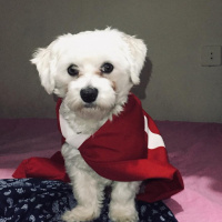 Maltese, Köpek  Şans fotoğrafı