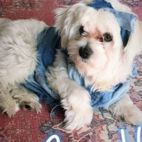 Maltese, Köpek  Şans fotoğrafı