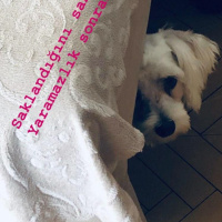 Maltese, Köpek  Şans fotoğrafı