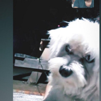 Maltese, Köpek  Şans fotoğrafı