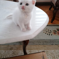 Scottish Fold, Kedi  Milka fotoğrafı