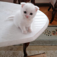 Scottish Fold, Kedi  Milka fotoğrafı