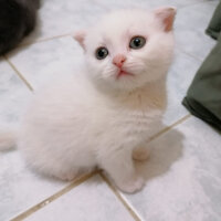 Scottish Fold, Kedi  Milka fotoğrafı