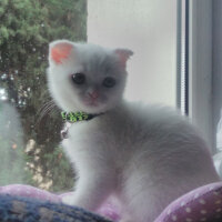 Scottish Fold, Kedi  Milka fotoğrafı