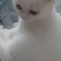 Scottish Fold, Kedi  Milka fotoğrafı