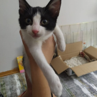 Tekir Kedi, Kedi  Afrodit fotoğrafı