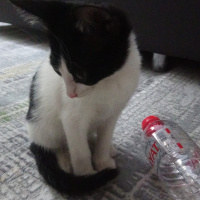 Tekir Kedi, Kedi  Afrodit fotoğrafı