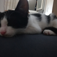 Tekir Kedi, Kedi  Afrodit fotoğrafı