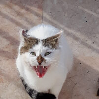 British Shorthair, Kedi  Eyeliner fotoğrafı