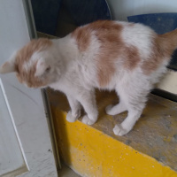 Tekir Kedi, Kedi  bal fotoğrafı