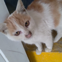 Tekir Kedi, Kedi  bal fotoğrafı