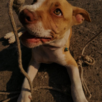 Amerikan Pitbull Terrier, Köpek  çakır fotoğrafı