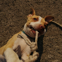 Amerikan Pitbull Terrier, Köpek  çakır fotoğrafı