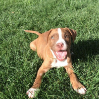 Amerikan Pitbull Terrier, Köpek  Hera fotoğrafı