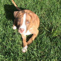 Amerikan Pitbull Terrier, Köpek  Hera fotoğrafı