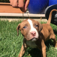 Amerikan Pitbull Terrier, Köpek  Hera fotoğrafı