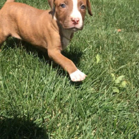 Amerikan Pitbull Terrier, Köpek  Hera fotoğrafı