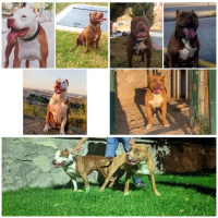 Amerikan Pitbull Terrier, Köpek  Hera fotoğrafı