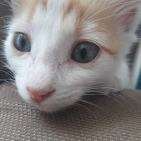 Van Kedisi, Kedi  Tarçın fotoğrafı