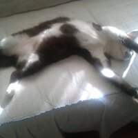 Soke, Kedi  Hayati fotoğrafı