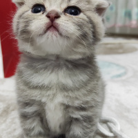 Scottish Fold, Kedi  Pamuk fotoğrafı