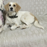 İngiliz Setter, Köpek  Linda fotoğrafı