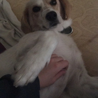 İngiliz Setter, Köpek  Linda fotoğrafı