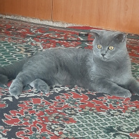 British Shorthair, Kedi  Duman fotoğrafı