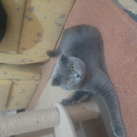 British Shorthair, Kedi  Duman fotoğrafı