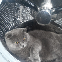 British Shorthair, Kedi  Duman fotoğrafı