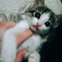 Tekir Kedi, Kedi  Şeker fotoğrafı
