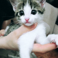 Tekir Kedi, Kedi  Şeker fotoğrafı