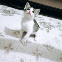 Tekir Kedi, Kedi  Şeker fotoğrafı