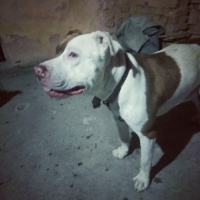 Amerikan Pitbull Terrier, Köpek  Ares & Mira fotoğrafı
