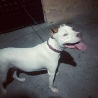 Amerikan Pitbull Terrier, Köpek  Ares & Mira fotoğrafı