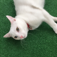 Van Kedisi, Kedi  Pamuk fotoğrafı