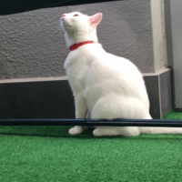 Van Kedisi, Kedi  Pamuk fotoğrafı