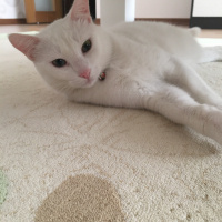 Van Kedisi, Kedi  Pamuk fotoğrafı
