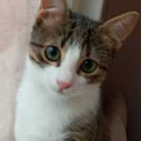 Tekir Kedi, Kedi  Lokum fotoğrafı