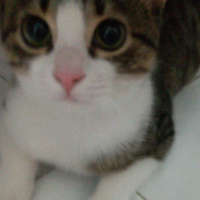 Tekir Kedi, Kedi  Lokum fotoğrafı
