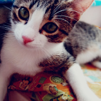 Tekir Kedi, Kedi  Lokum fotoğrafı