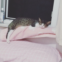 Tekir Kedi, Kedi  Lokum fotoğrafı