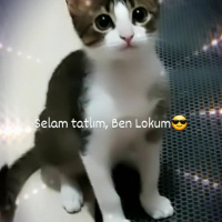 Tekir Kedi, Kedi  Lokum fotoğrafı