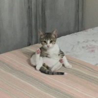 Tekir Kedi, Kedi  Mars fotoğrafı