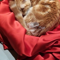 Sarman, Kedi  Güneş fotoğrafı